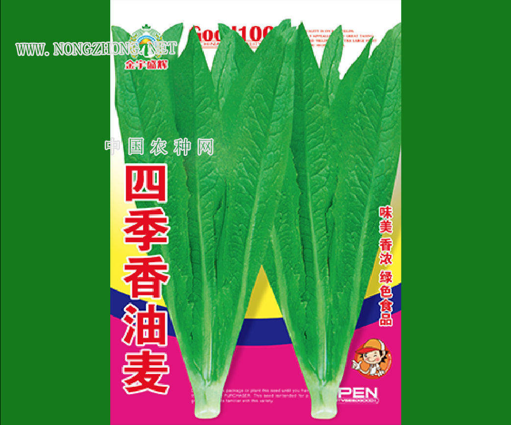 四季香油麦菜